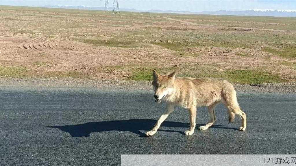 老狼在无人区的表现如何：无人区中的老狼奇迹之旅