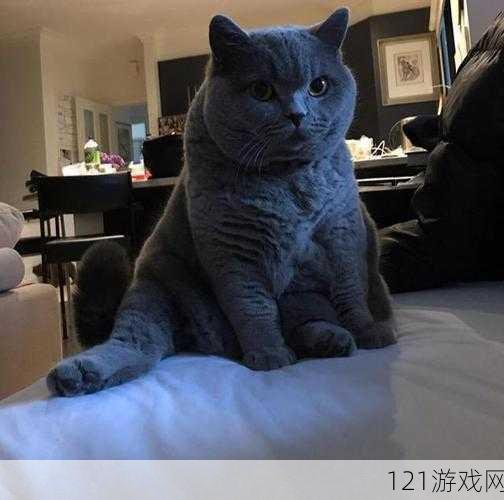 大肥波 BBWWHBBWW：一只可爱的肥猫